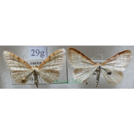 Idaea humiliata (Hufnagel, 1767) pair Krocznik pokorniak Czech29g